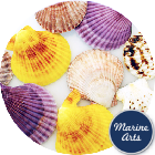 Natural Carnival Scallop - Project Pack